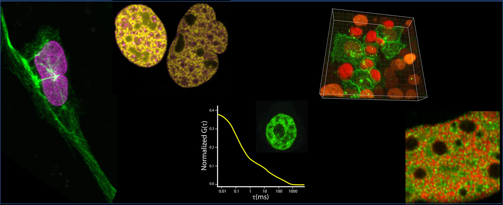 Dinámica Intracelular